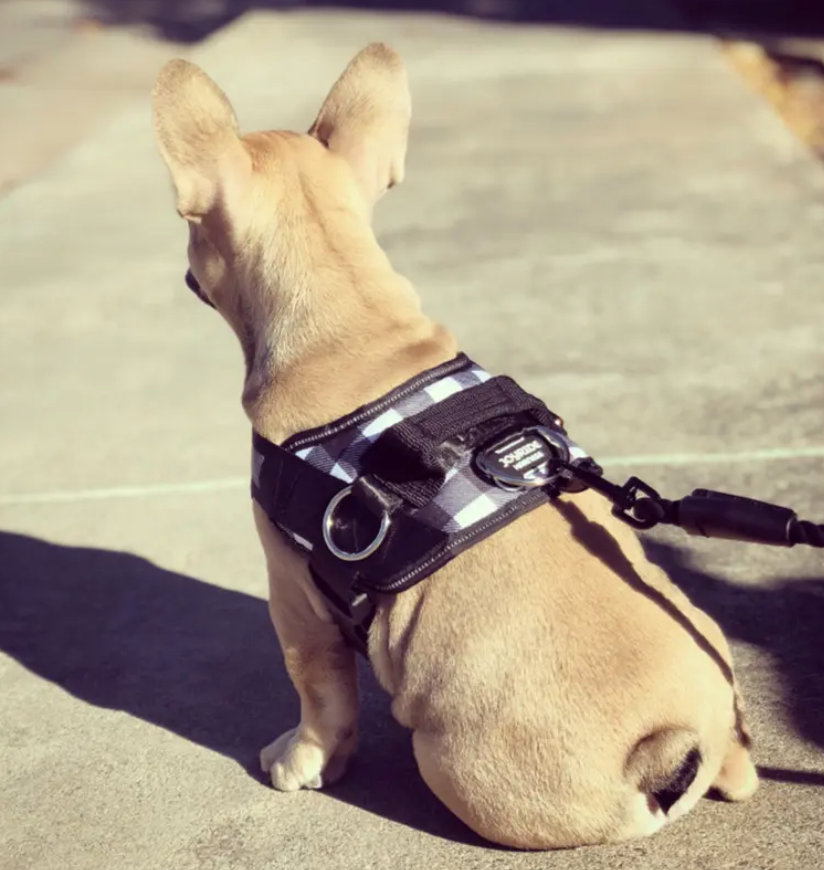 Best Winter Dog Harness Styles | Joyride Harness Customer Reviews