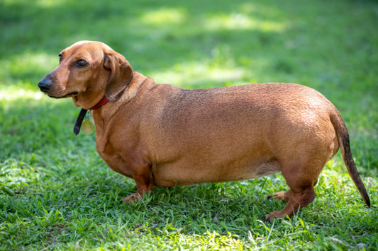 Why Your Dog Might Be Gaining Weight—And What You Can Do About It