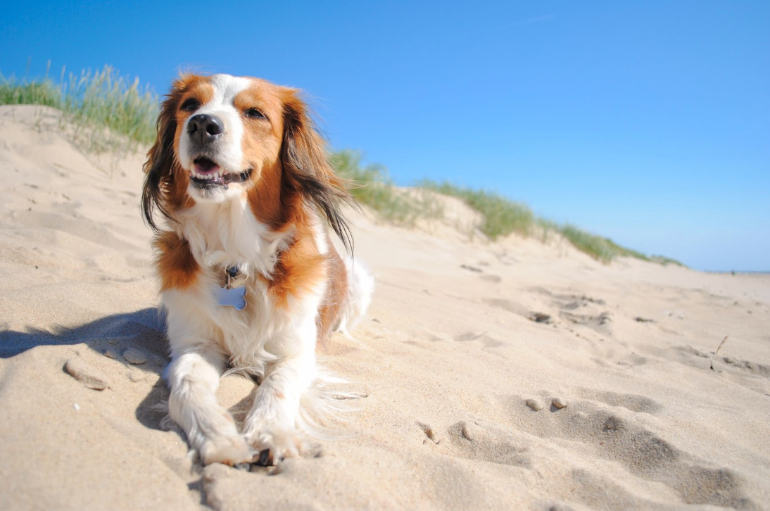 5 Fun Ideas For You & Your Dog This Summer