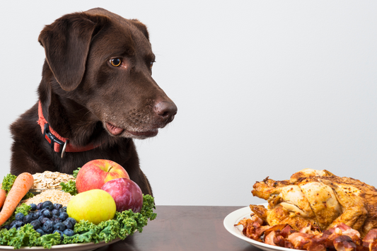 Tips For Your Dog's Balanced Diet