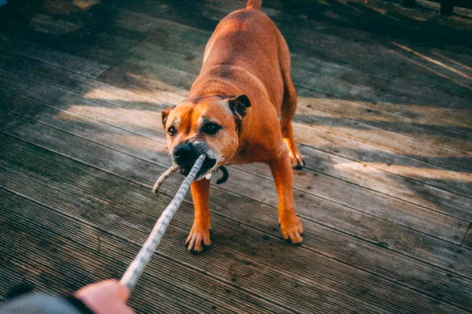 Achieving Canine Harmony: Dealing with Behavioral Issues