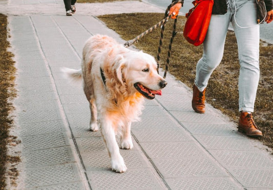 Training Your Dog To Be The Perfect Walking Partner