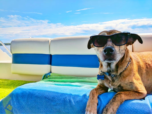 Dog-Friendly Travel Destinations: Exploring the World with Your Four-Legged Friend