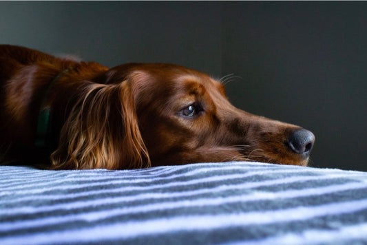 Basic Pet First Aid That Dog Parents Should Know