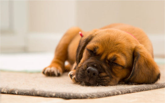 A Beginner's Guide to Adopting a Puppy