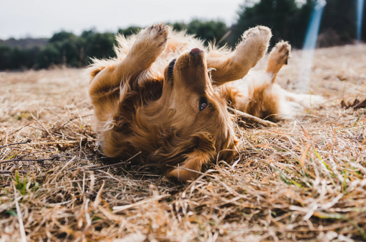 The Most Active & Least Active Dog Breeds