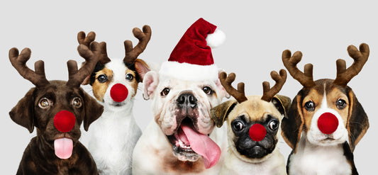Top 10 Christmas Doggos