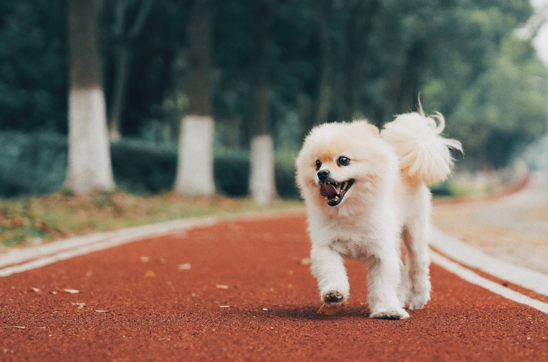 Best Dog Harness For Pomeranians | Joyride Harness Customer Reviews