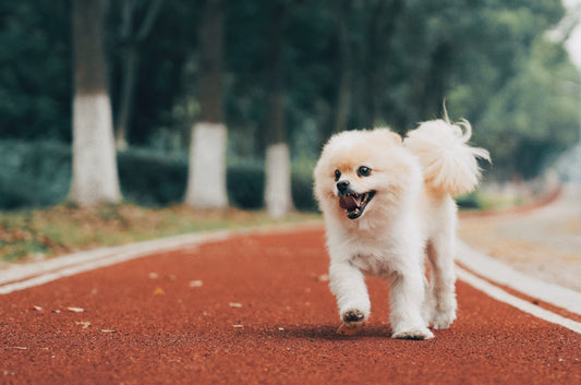 Best Dog Harness For Pomeranians | Joyride Harness Customer Reviews