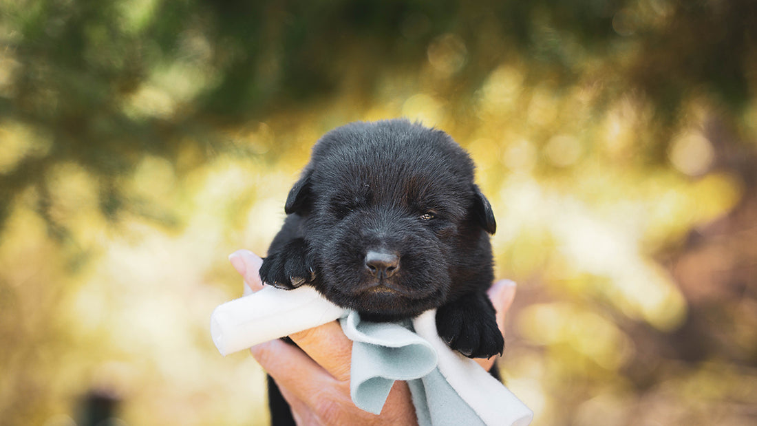 small black puppy held up to the camera