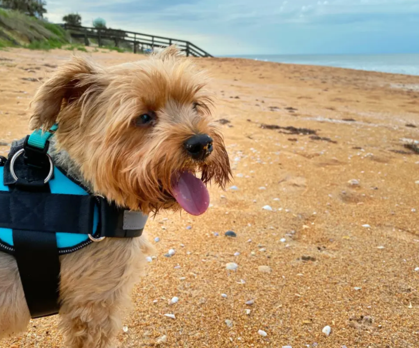 Yorkie wearing a teal Joyride Harness at the beach 