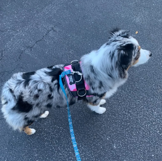 Best Dog Harness For 2021 | Joyride Harness Customer Reviews