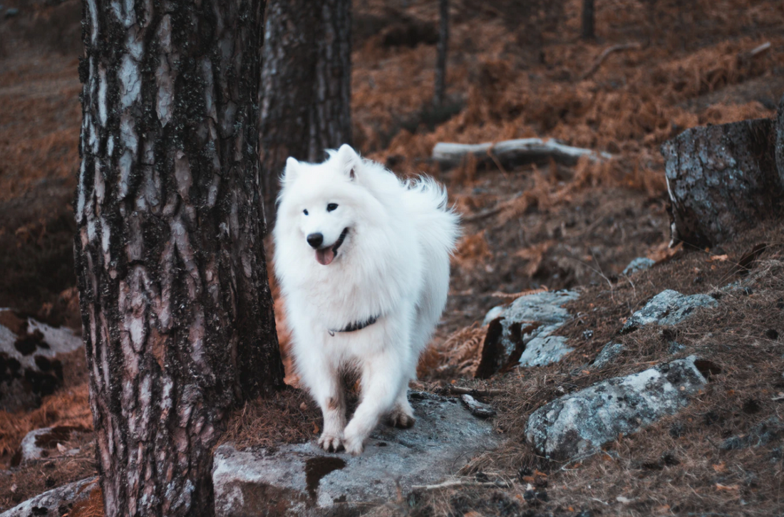 an adult Samoyed standing on a rock in the woods