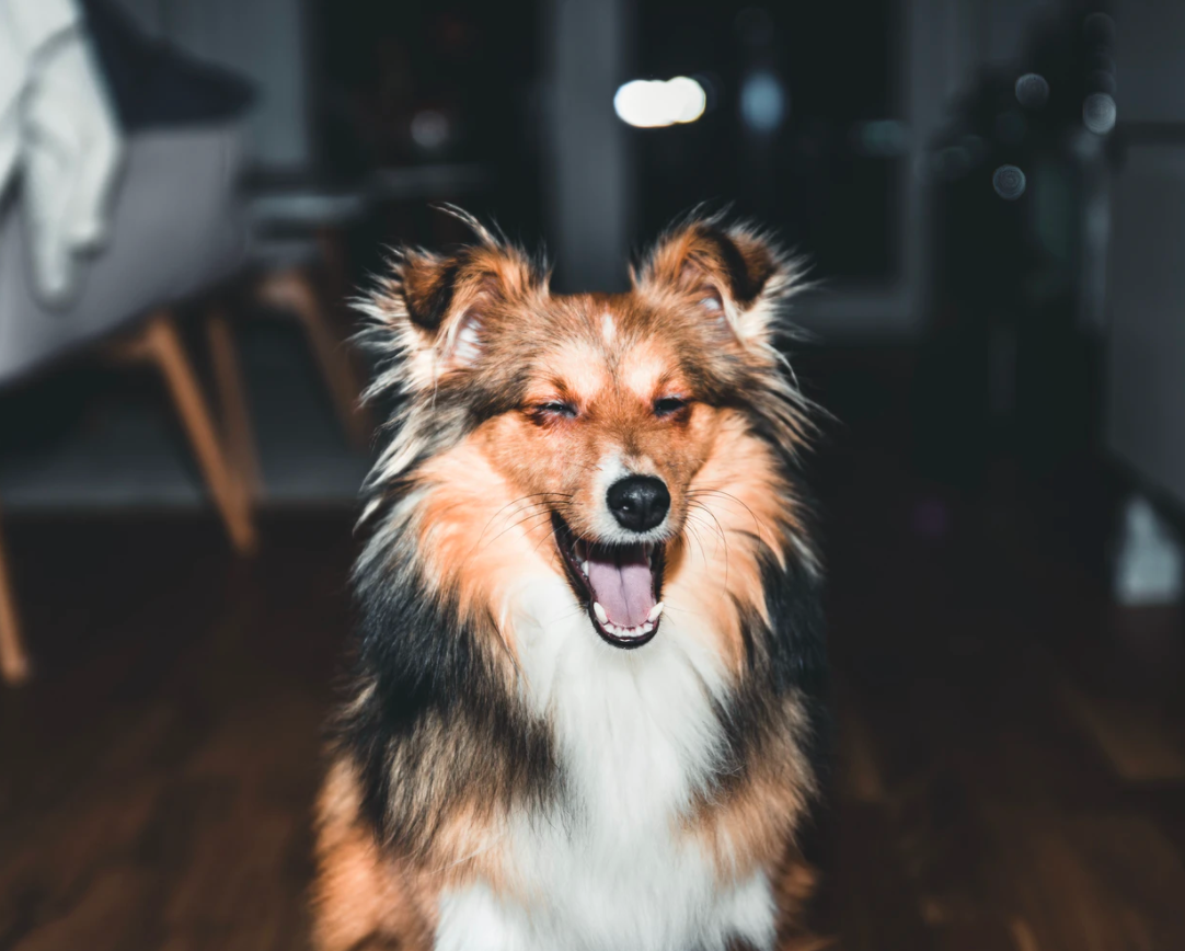 A closeup indoor photo of a Sheltie yawning at the camera