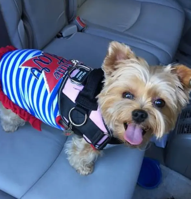 Best Dog Harness For Yorkies | Joyride Harness Customer Reviews