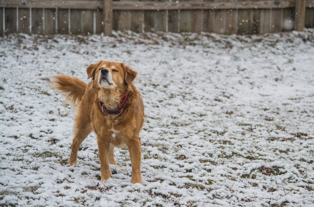 Leaving Dogs In The Cold Now A Felony