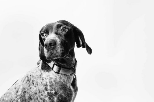 How to Bond with a Rescue Dog: Key Steps