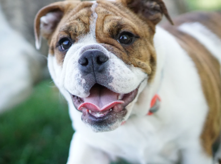 Best Dog Harness for Bulldogs | Joyride Harness Customer Reviews