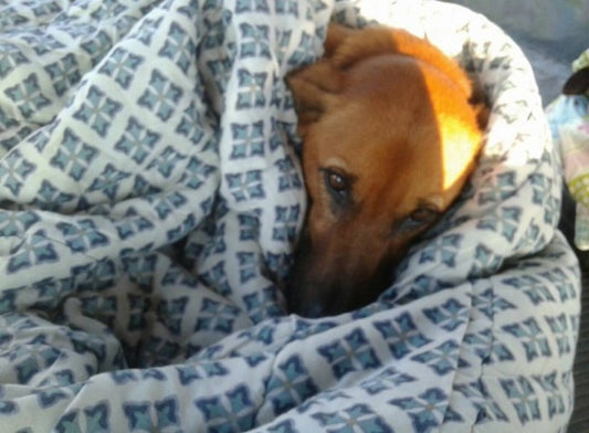 Bus Station Takes Care of Dogs During Harsh Winter