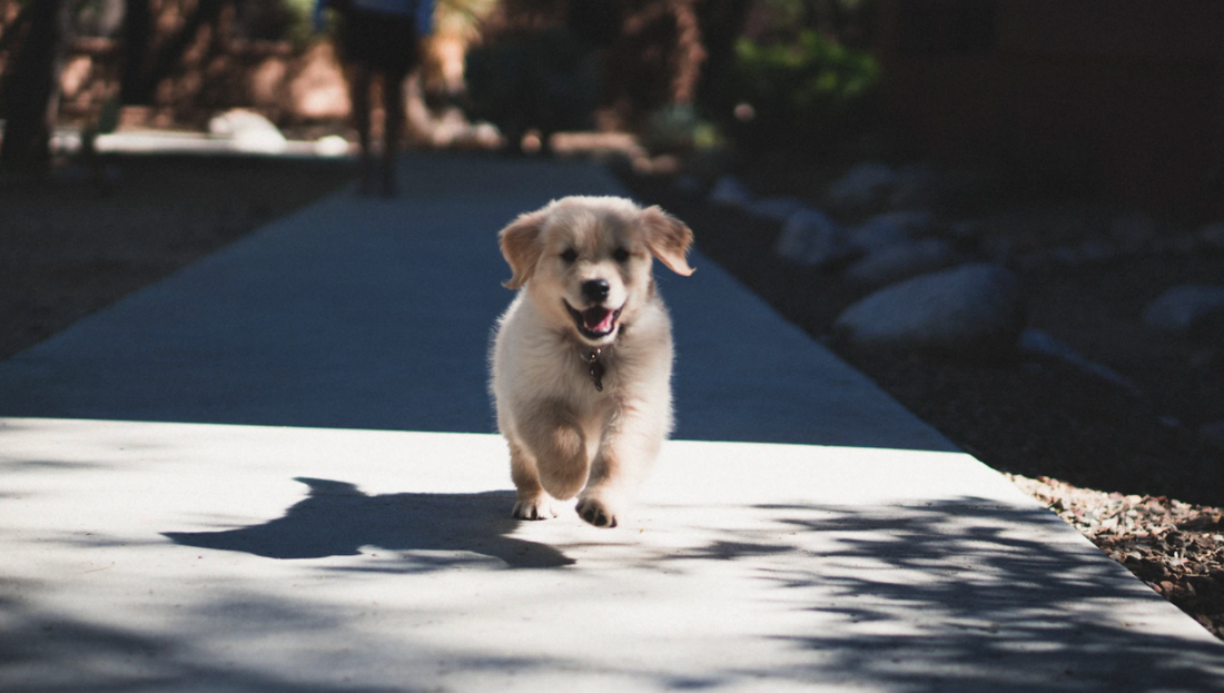 Tips For How To Raise a Confident Dog