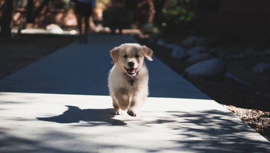 Key Tips For How To Raise a Confident Dog