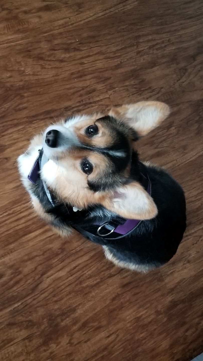 REVIEW: Best Harnesses For Corgis