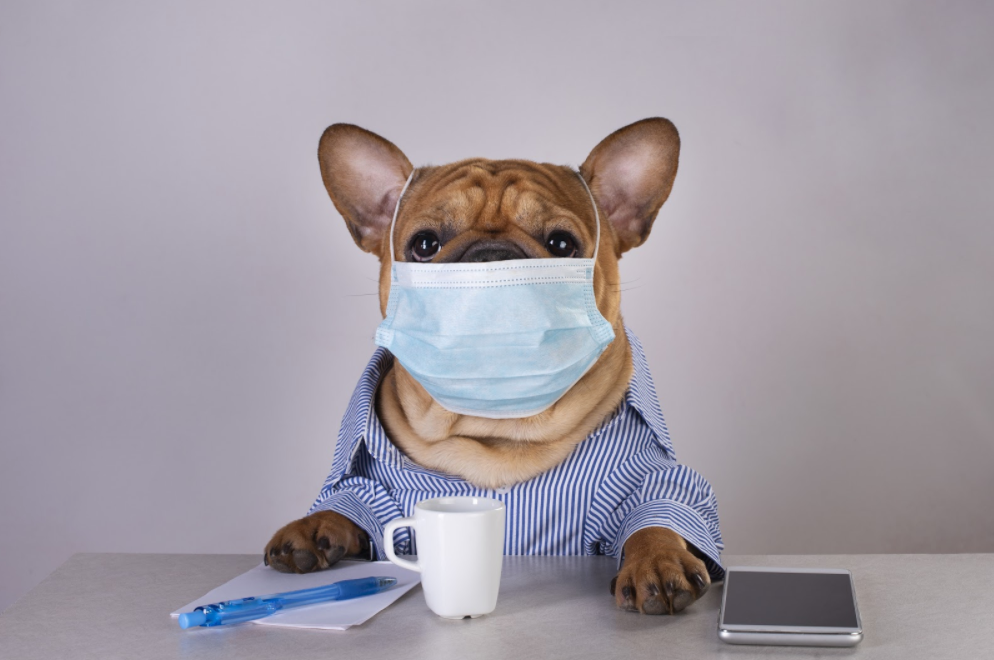 Should I Be Worried About My Dog Getting Coronavirus?