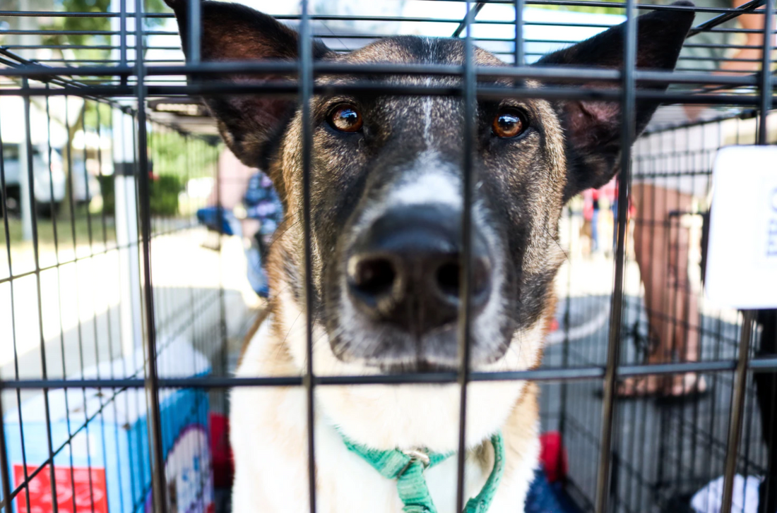 How to Make Your Dog's Kennel Cozy and Comfortable