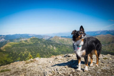 Best Dog Harness For Hiking Trips