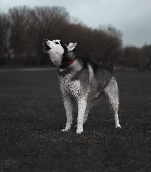 what frequency will make dogs stop barking