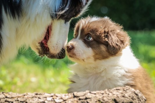 How to Help Aid Your Dog's Digestion