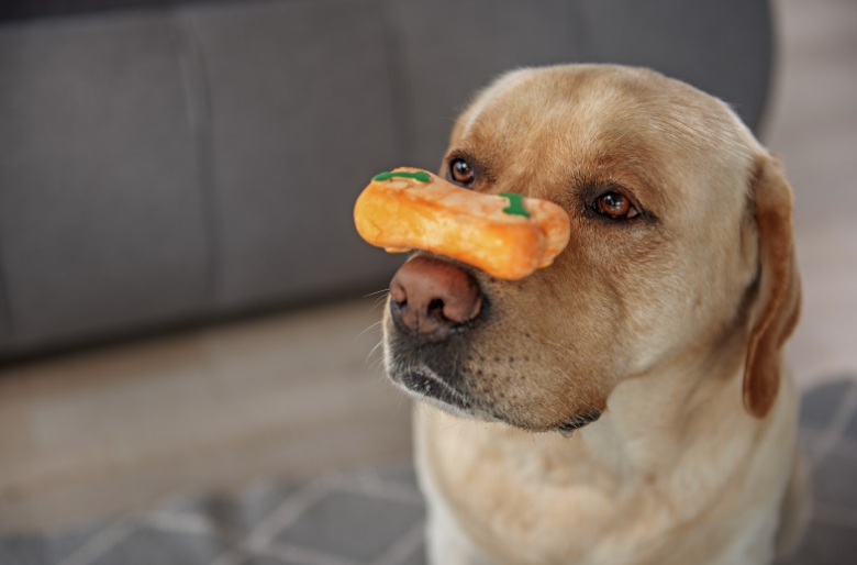 DIY Summer Treats Your Dog Can Enjoy