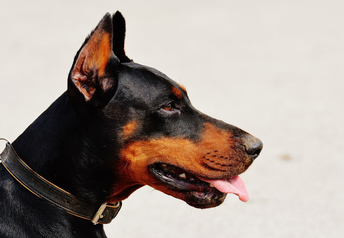 Doberman side shot