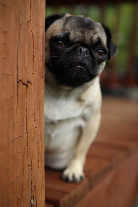 7 Ways To Build Trust with a Shy Dog