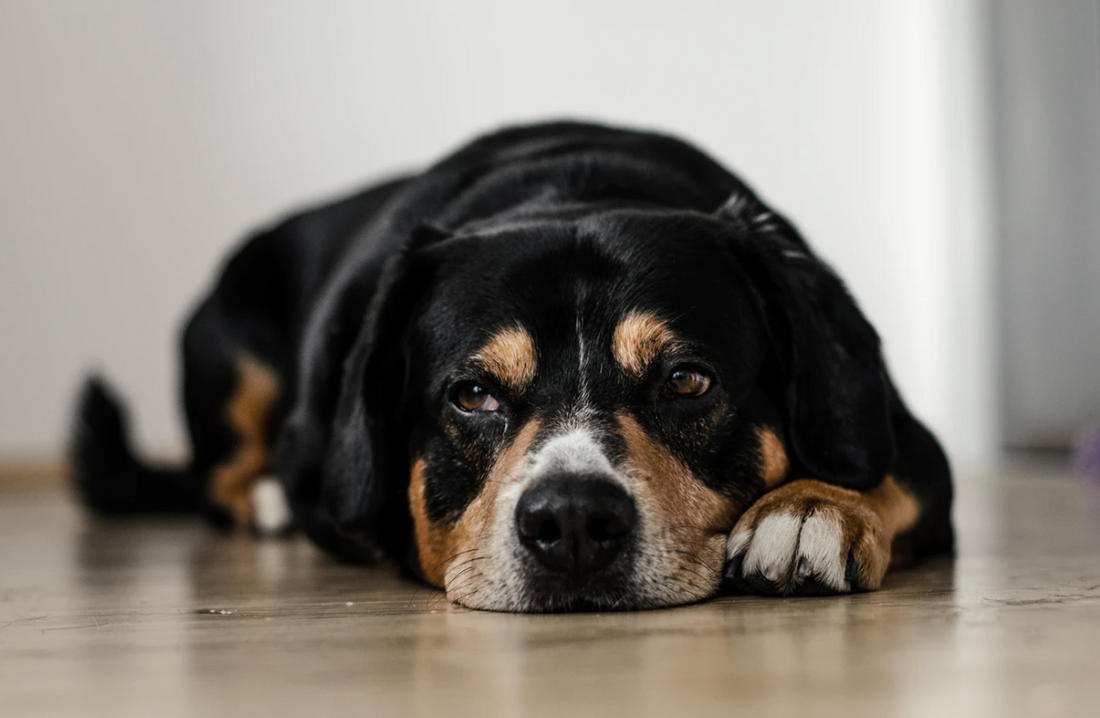 Is Dog Dementia Real? What Are the Symptoms?