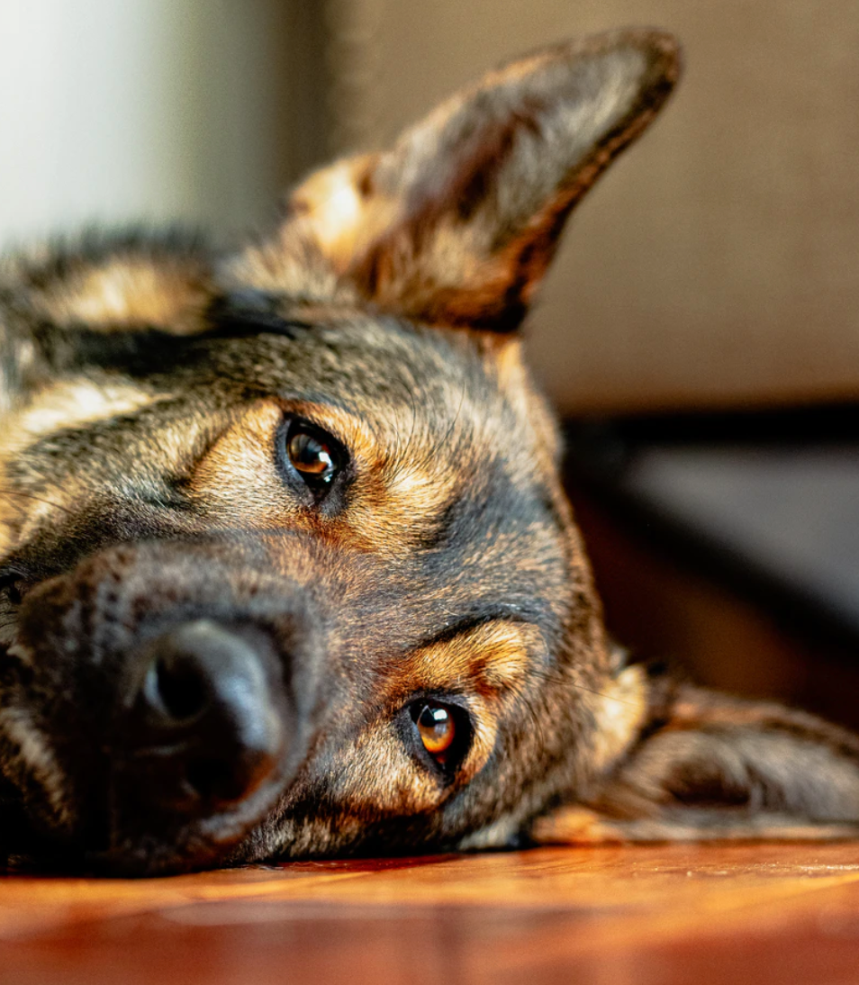 Signs Your Dog Might Be Depressed