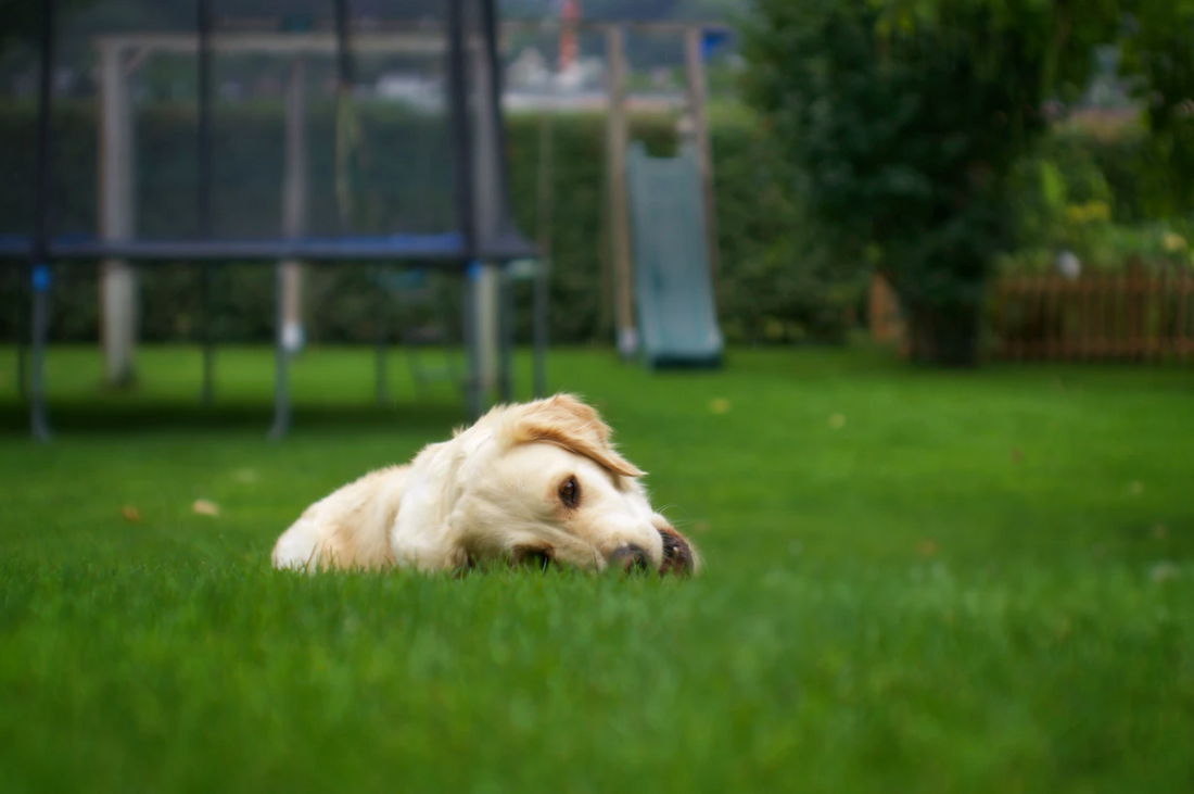 Why is My Dog Eating So Much Grass?