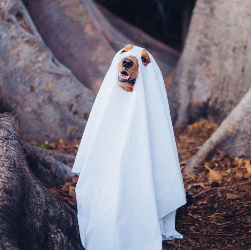 Top 10 Halloween Costume Ideas For Dogs