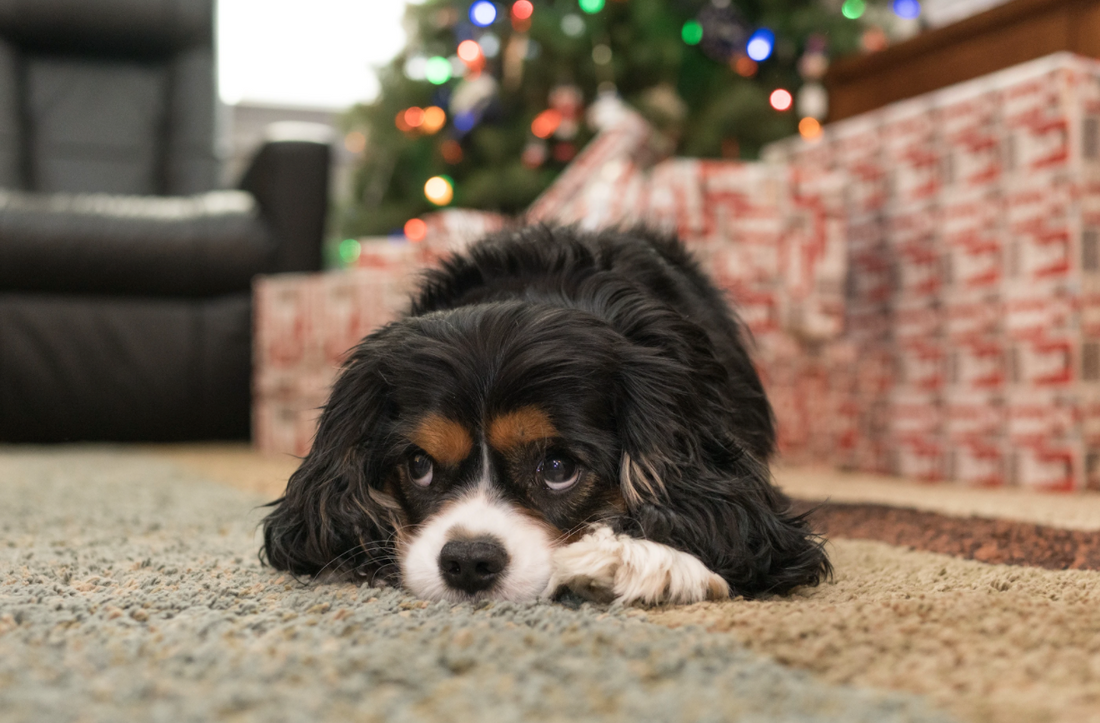 How to Prepare Your Dog For the Holidays
