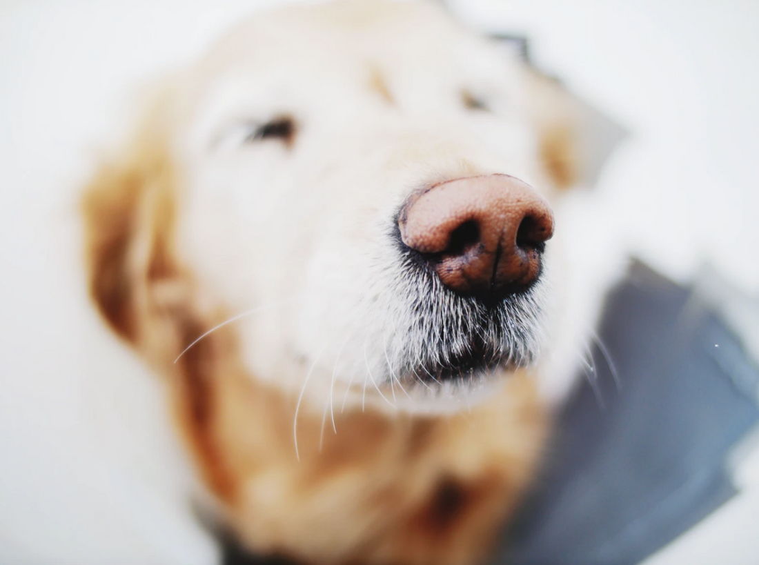 The Science Behind Your Dog's Nose