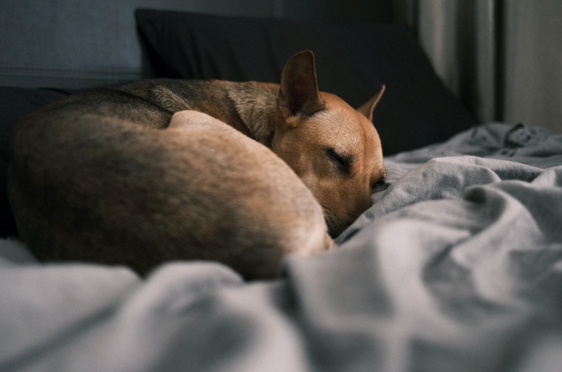 Should I be concerned if my dog snores?