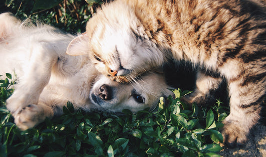 7 Tricks To Making Cats & Dogs Get Along