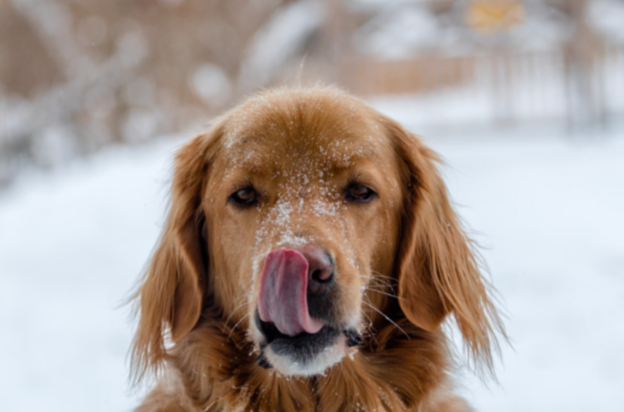 Winter Walks with Your Pooch: How to Stay Warm and Safe