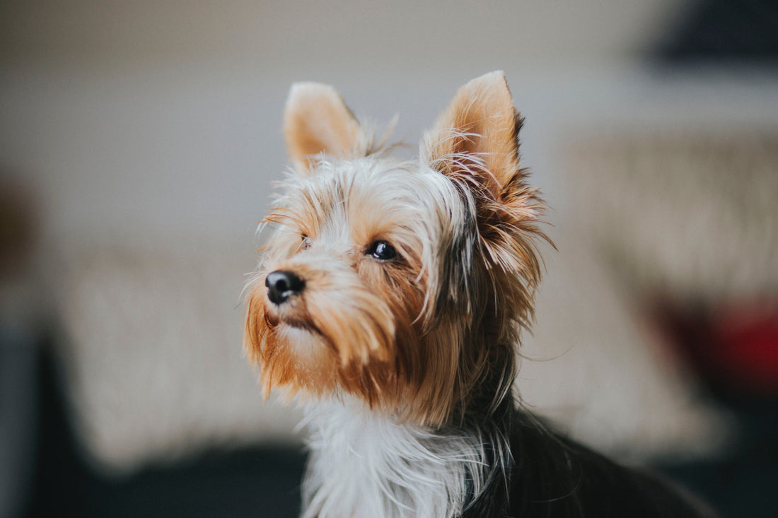 REVIEW: Best Dog Harness For Yorkies
