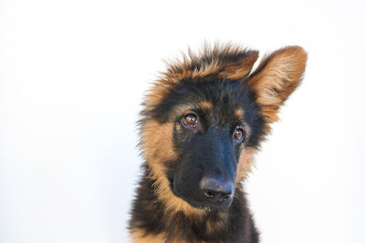 german shepherd puppy