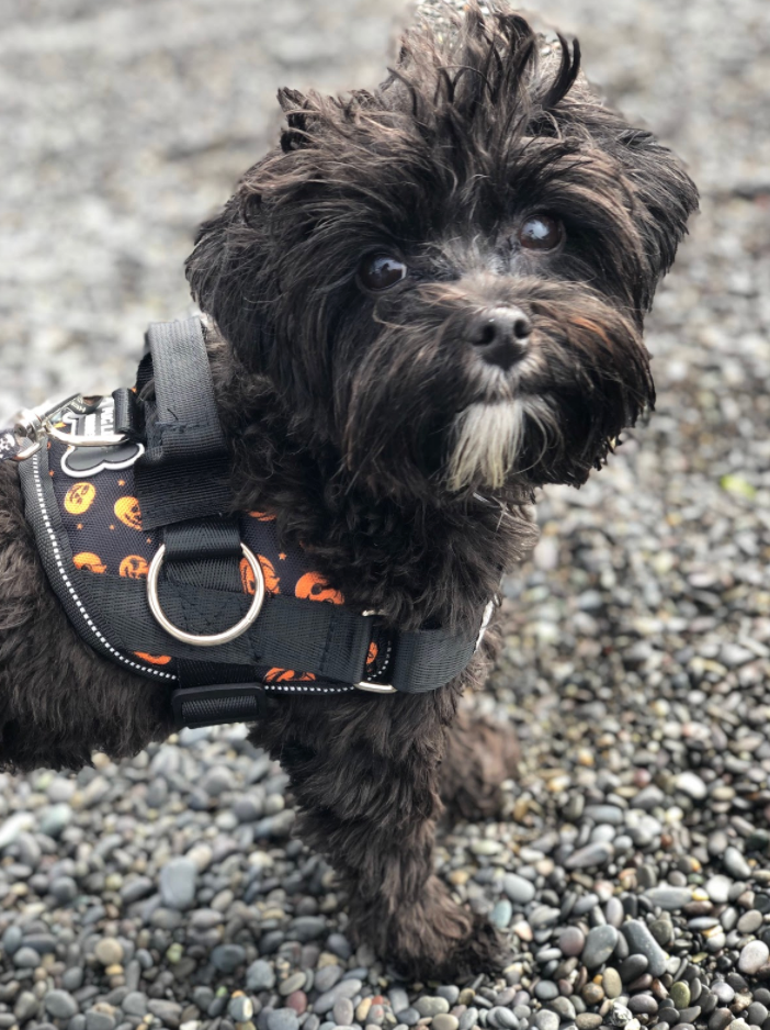 Best Halloween Dog Harnesses | Joyride Harness Reviews