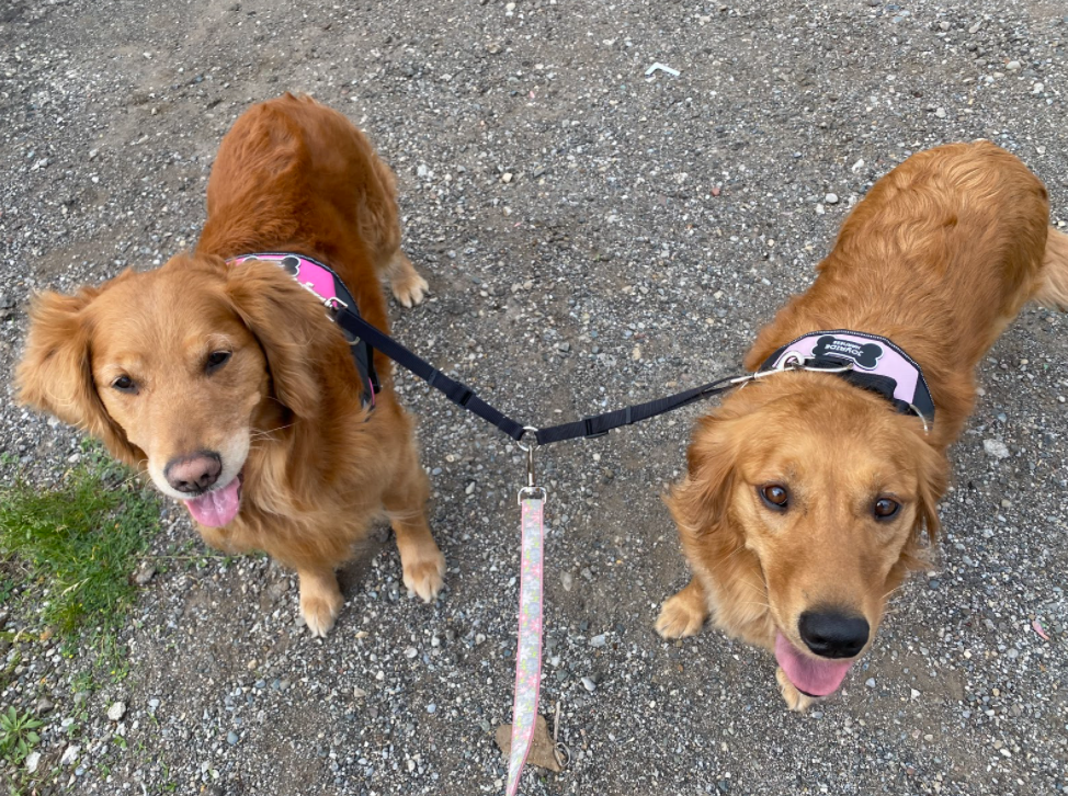 Harness Files | Interview with JoAnn Jones, Paisley & Peaches
