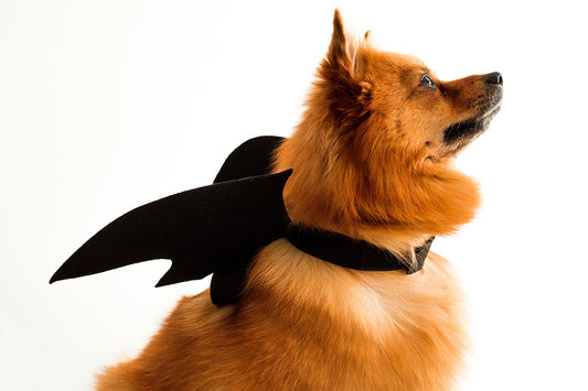 The Best Dog Halloween Costume Ideas For 2021