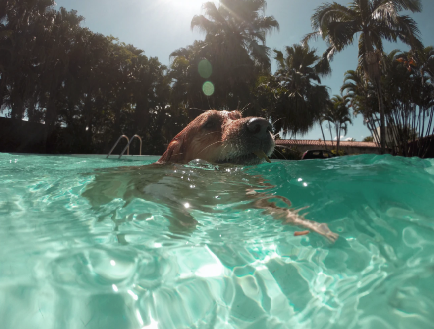 Summer is Coming: Identifying & Preventing Heat Exhaustion in Dogs