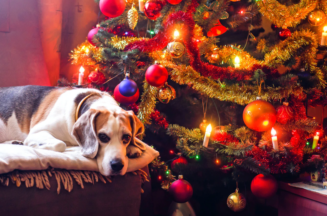 How to Include Your Dog in Holiday Festivities